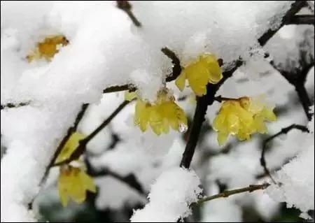 二十四节气之小寒知识讲座,二十四节气之小寒养生