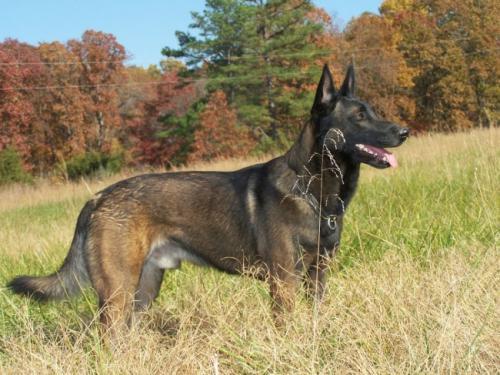 被小区不拴绳子的狗吓到了怎么办,孩子在小区内被未牵绳的狗追咬