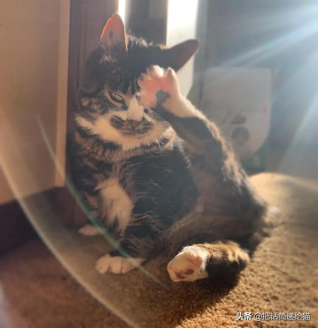 猫兄妹可爱视频,矮脚猫兄妹