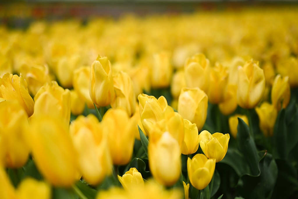 尼康新发售z50mmf1.2s镜头,尼康超大镜头