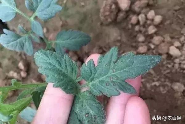番茄叶有斑点是什么病,番茄常见病害和症状