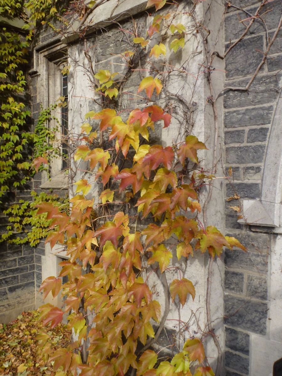 这5种植物的叶子到了秋天会变红色,适合种院子,有些能养成盆景