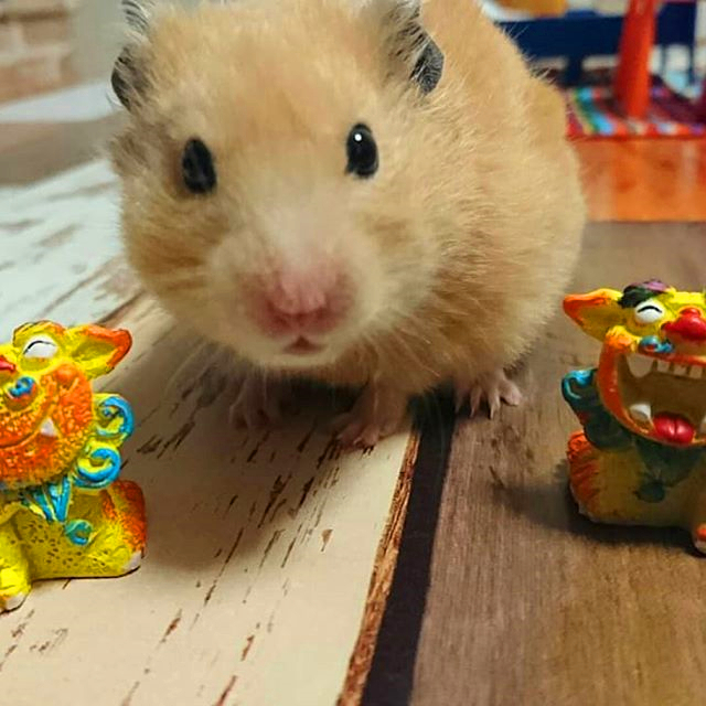 小仓鼠18天可以自己吃鼠粮了,仓鼠一周喂一次粮可以吗