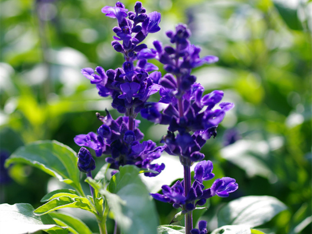 常见易养草花有哪些花卉,草花品种及花名图片欣赏大全