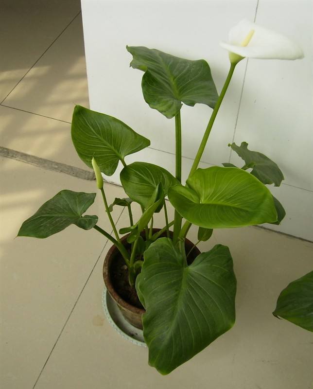 植物徒长原因多,三个方法帮你控制徒长,促进光合作用