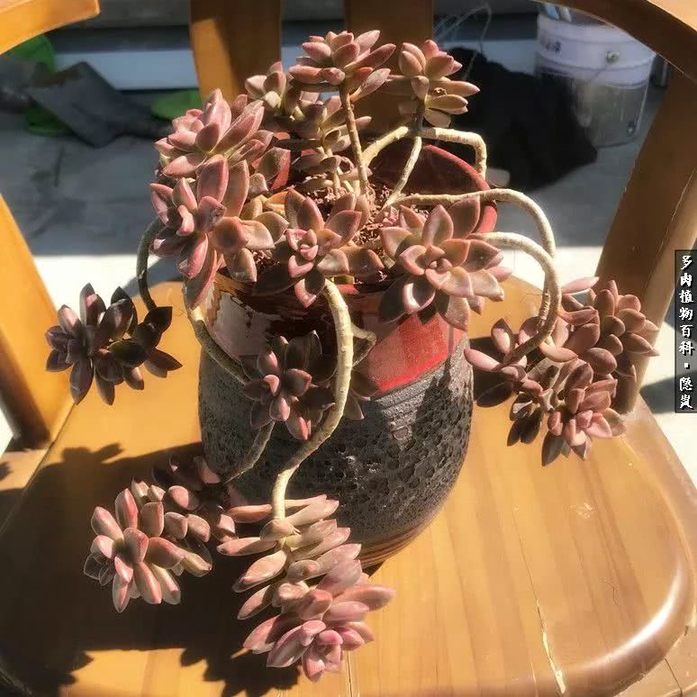 顺风不浪逆风不怂文字图片,顺风不飘逆风不怂绝境不慌