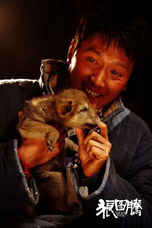 狼图腾这本书告诉了我们什么,狼图腾最值得看的书