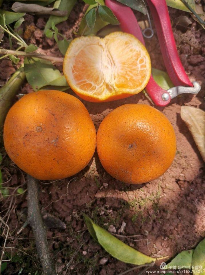 无核柑橘有哪些品种,柑橘目前最新品种有哪些