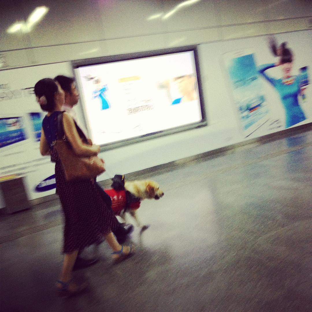 一只导盲犬要训练多久,导盲犬入住酒店被拒不带眼珠子