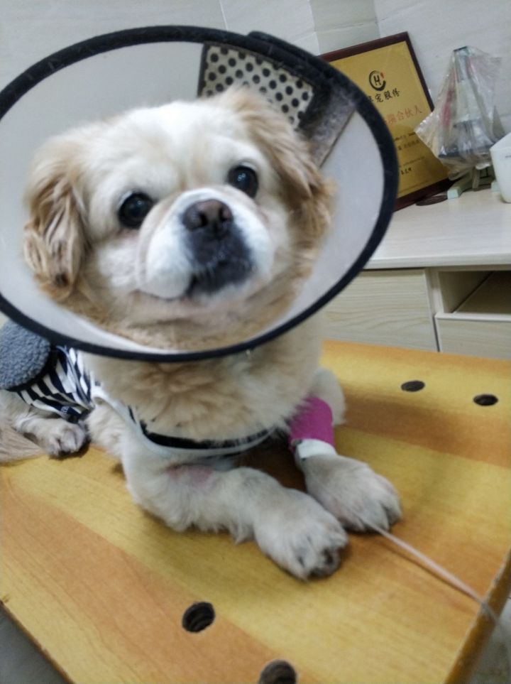 公猫膀胱结石手术,公犬尿道结石手术