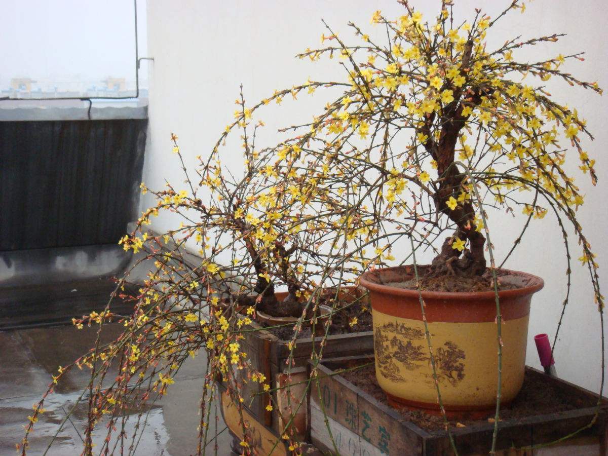 迎春花怎么养才能长得好看,迎春花怎么养才能更旺盛