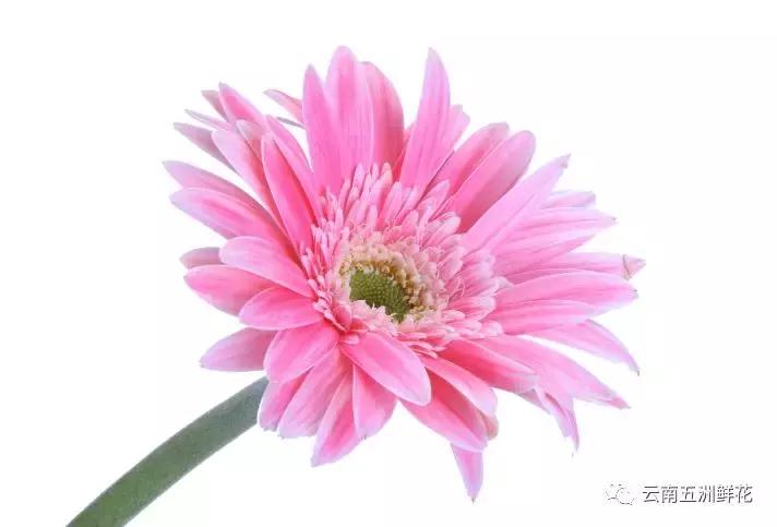 开花店前期花材怎么选购,开花店需要购买什么花材