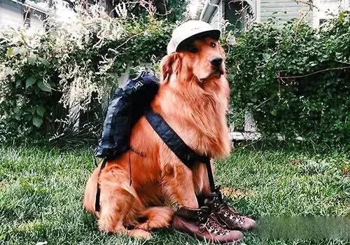 年底“人类大迁徙”，猫猫狗狗旅行怎么办？