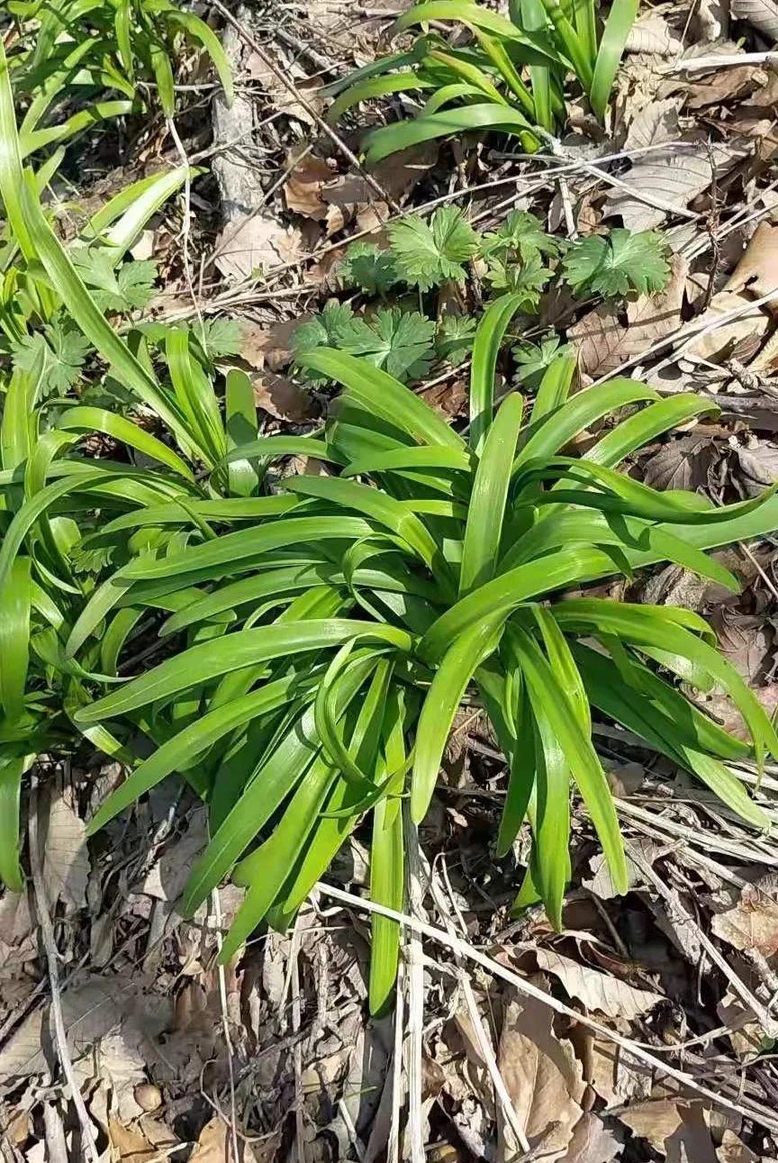 登封少林寺冬日,冬日登封龙山