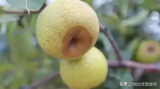 閬囪閱夌編閲戠,閬囪閱夌編閲戠鏂囨梾绯诲垪娲诲姩鍙戝竷