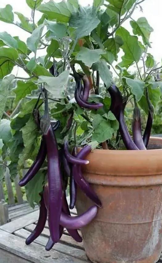 盆栽茄子最简单方法 (茄子的盆栽养法)