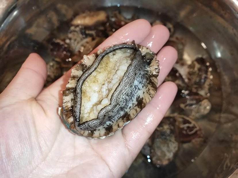 世界鲍鱼品种大全，看完成半个专家了！