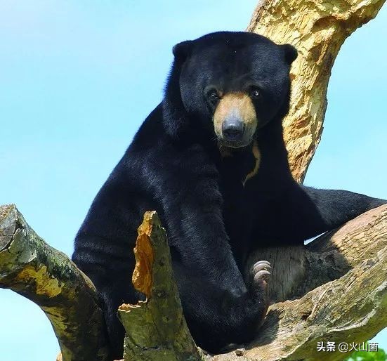 逃离高温“熔炉”，南方的夏天就该玩雪