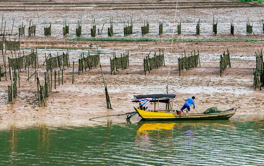 大型海藻的生态修复机理示意图,大型海藻场的生态意义