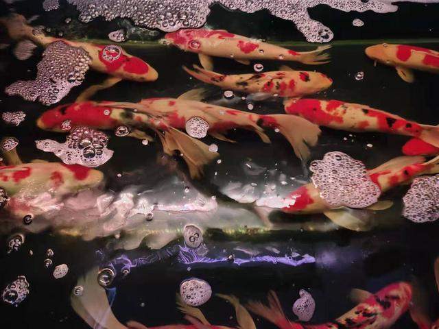 哪种观赏鱼不适合一缸养,锦鲤观赏鱼怎么养比较好