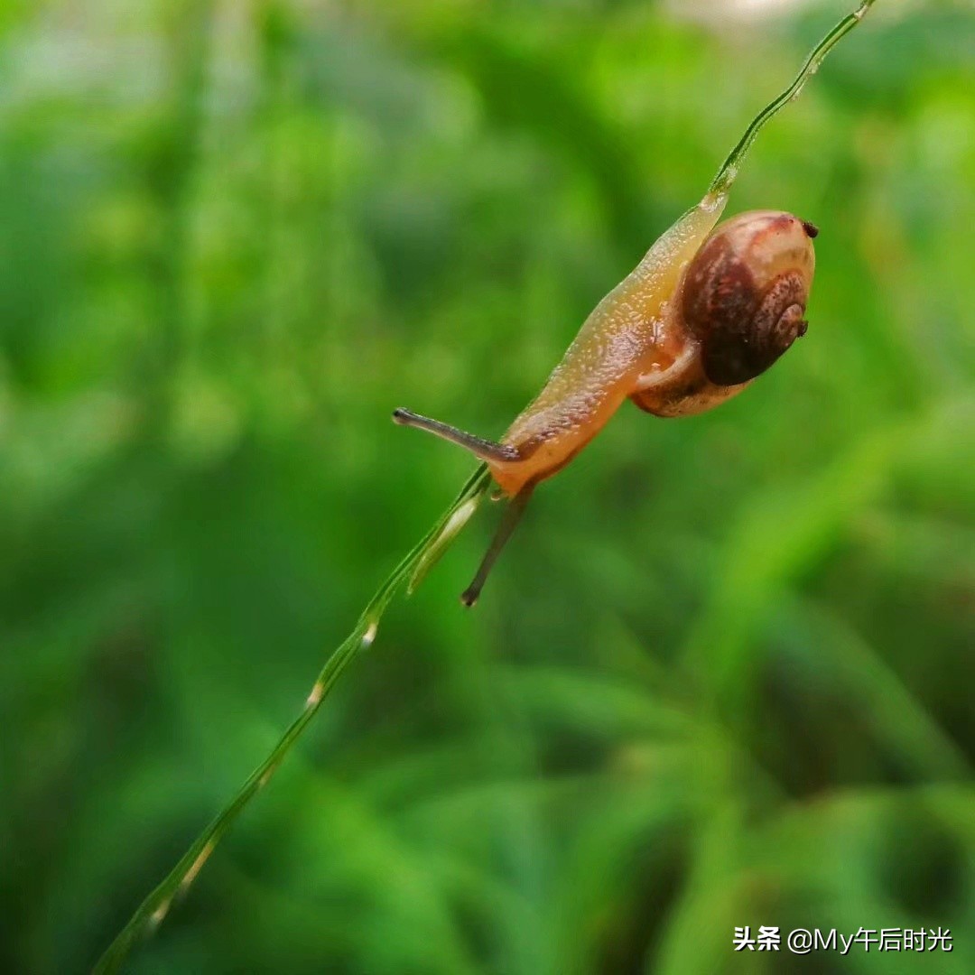 范文健步如飞的蜗牛,健步如飞的蜗牛图画