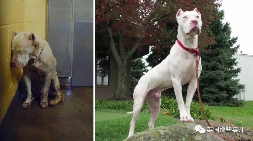 蓝鲸实拍有多大,蓝鲸到底有多大参照物