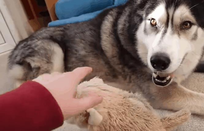 狗狗吃醋怎么办,狗狗“吃醋”的哪些表现