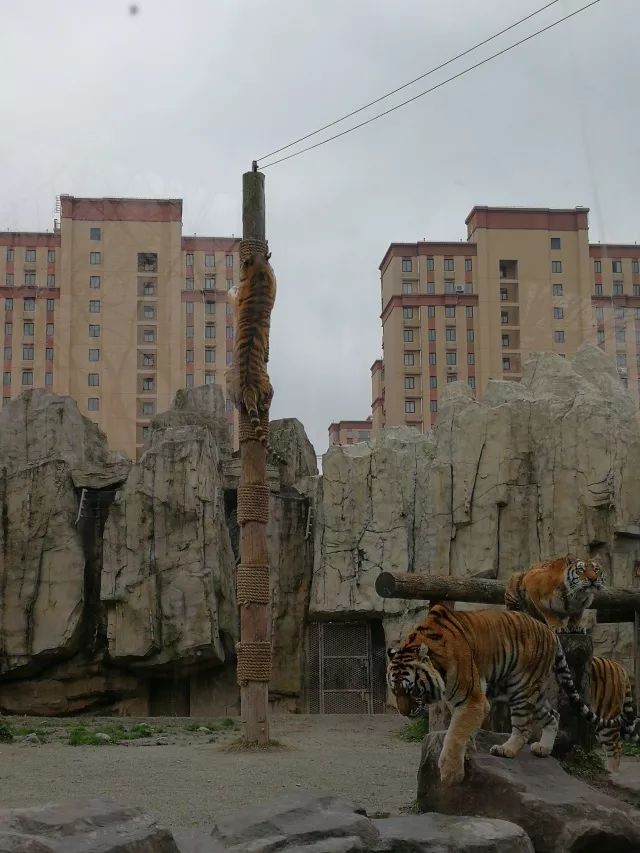 在上海迪士尼怎么玩比较快呢,在上海迪士尼玩一整天