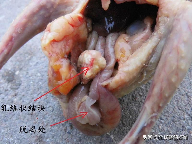 幼鸽肚脐没收好怎么办,幼鸽出壳后脐带怎么处理