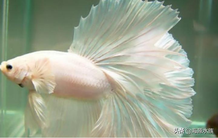 有哪些适合新手饲养的观赏鱼,推荐几款适合新手饲养的观赏鱼