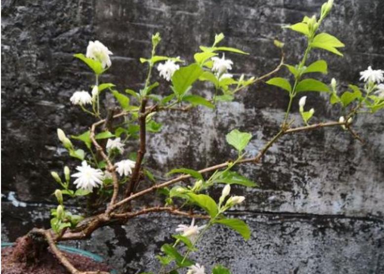 如何养好茉莉花的香味,如何养好茉莉花不烂根