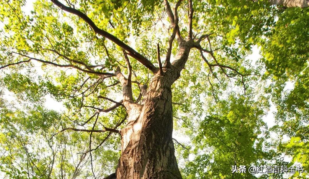 葡萄酒为什么必须使用橡木桶陈酿,葡萄酒达人推荐