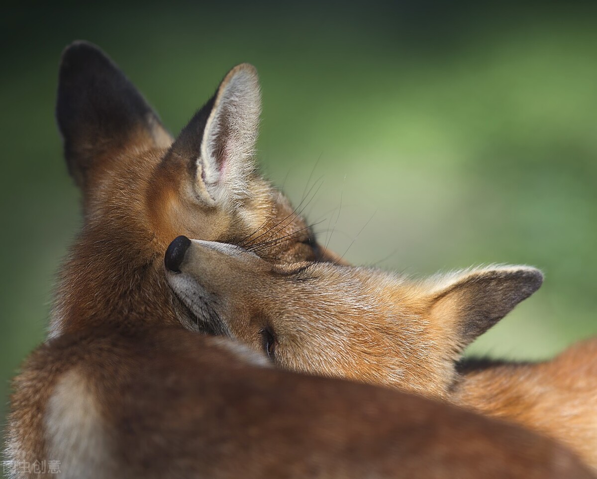 翁婿大战电视剧,翁婿之争视频完整版