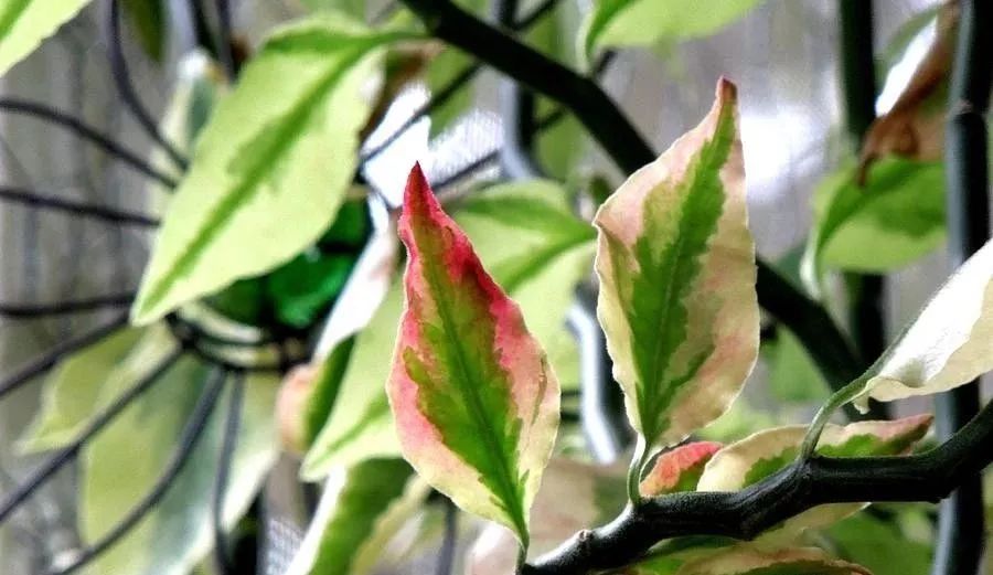 白雀珊瑚的图片,白雀珊瑚有毒吗能在家养吗