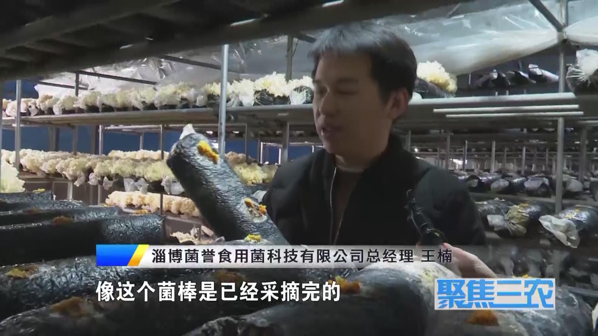 聚焦三农种植蔬菜致富,福建古田银耳栽培致富事例