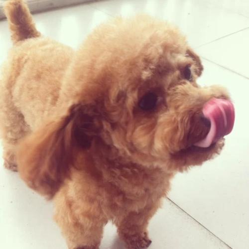 泰迪各种动作代表的意思,怎样训练泰迪做恭喜动作