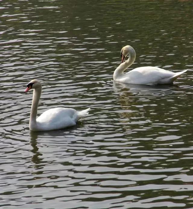 到长隆野生动物园坐地铁到哪站,广州长隆野生动物园玩一圈多久