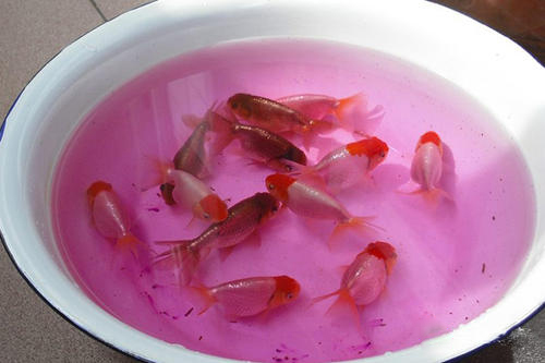 为啥买回来的金鱼不生小鱼,为什么兰寿金鱼下卵之后就死掉了