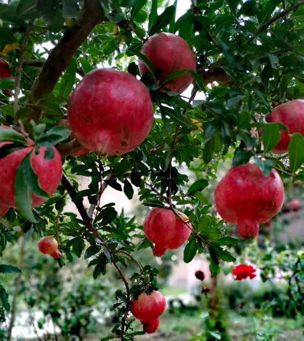 又柔软又好吃的石榴,甘甜多汁的石榴