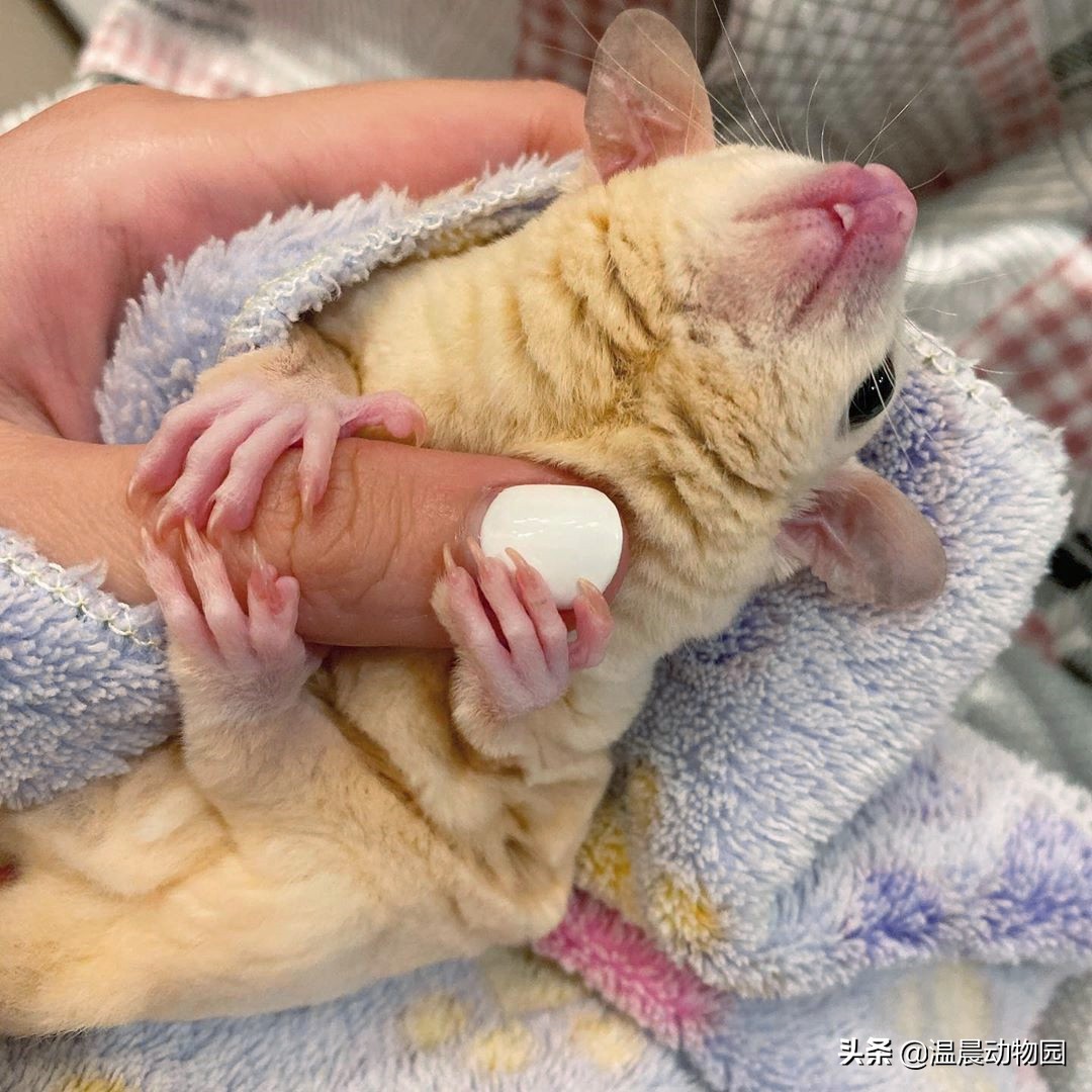 怎么判断蜜袋鼯的健康,怎么看蜜袋鼯健康状态