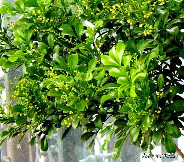 养殖米兰花需要准备什么肥,米兰花怎么养才会枝繁叶茂