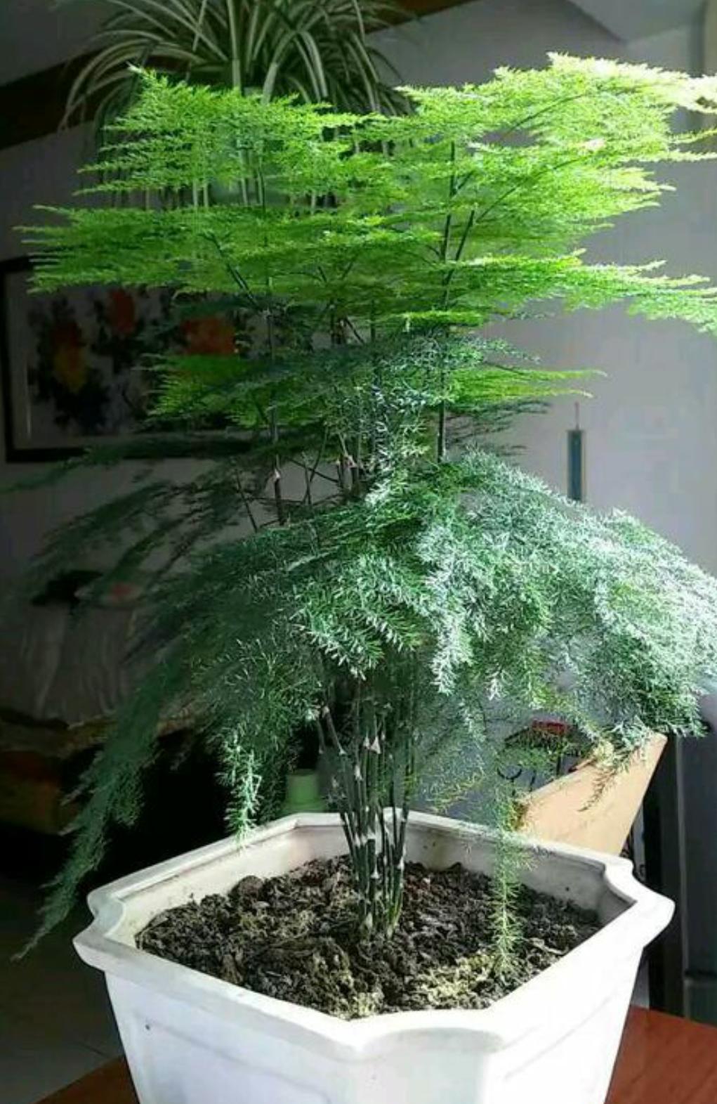 黄豆水浇花，有利也有弊，正确使用，植物长势快，根系壮