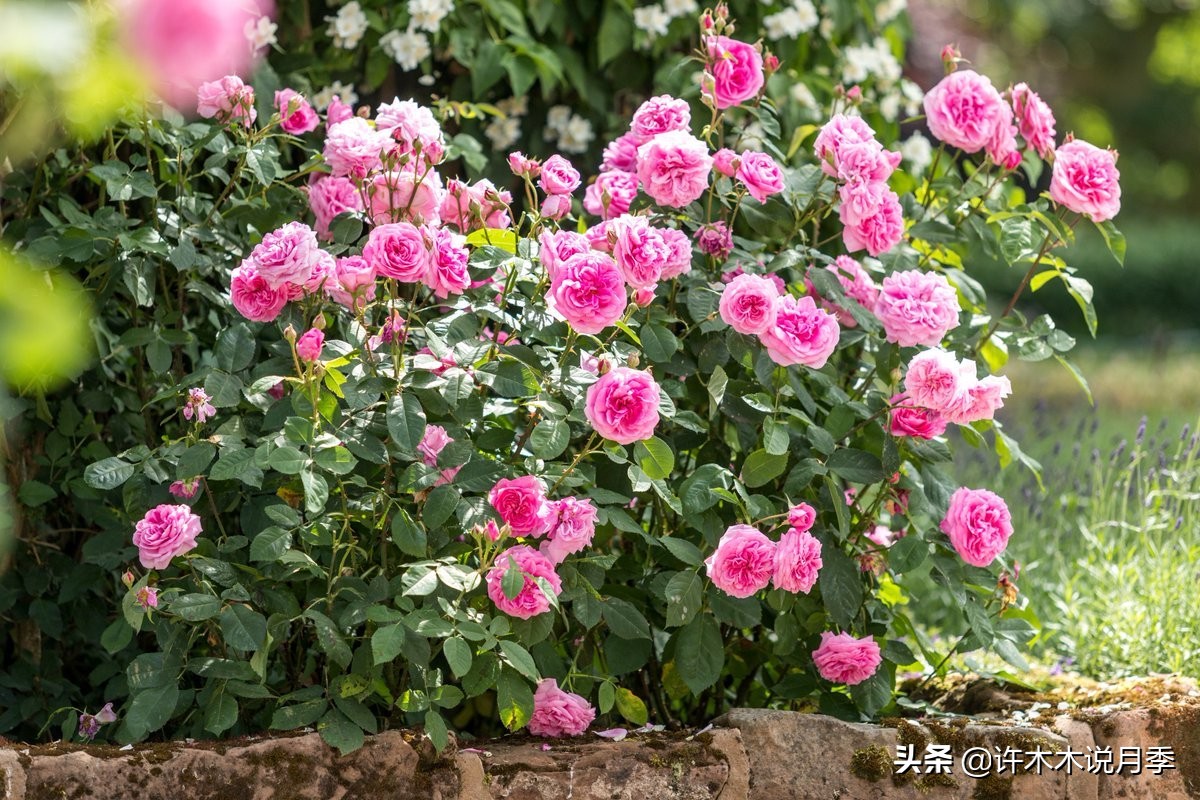 月季叶子发黄别让月季枯萎在手里,月季为什么长着黄叶死掉