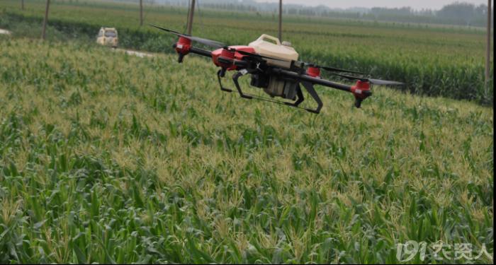 玉米花生种植高产技术,玉米高产高效种植技术