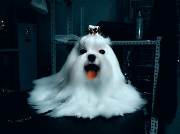 狗狗的寿命最长能活多少年,寿命最长的十种狗狗排行