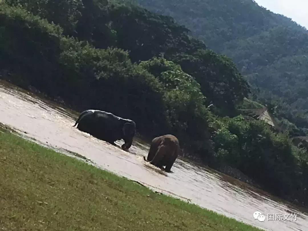 丛林深处，爱上“大脚丫”