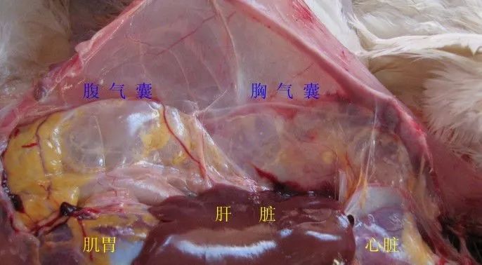 家禽常见疾病及检测方法书籍,家禽疾病如何检测