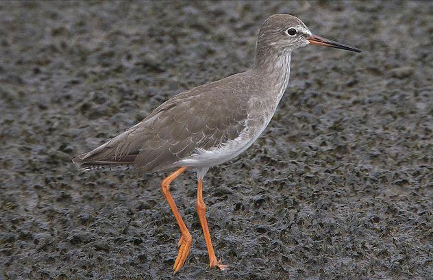 东江揽胜,惠州淡水常见鸟类图谱
