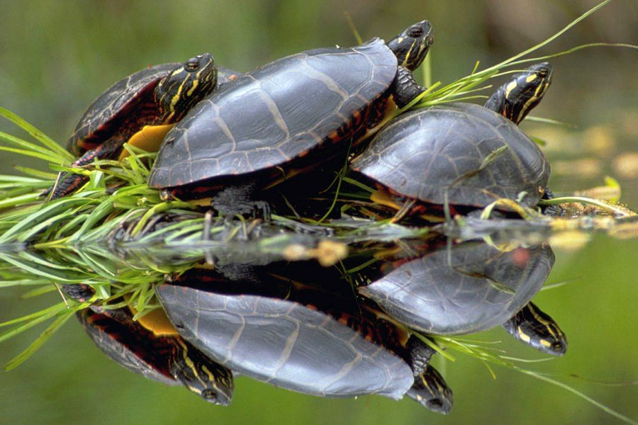 宠物乌龟的饲养方法大全图解,野生乌龟家养的正确喂养方法