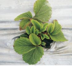 草莓移栽后死苗是什么原因,草莓预防死苗灌根最佳配方